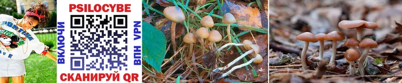 наркотики ссылка на мегу ТОР Псилоцибиновые грибы Psilocybe Фрязино